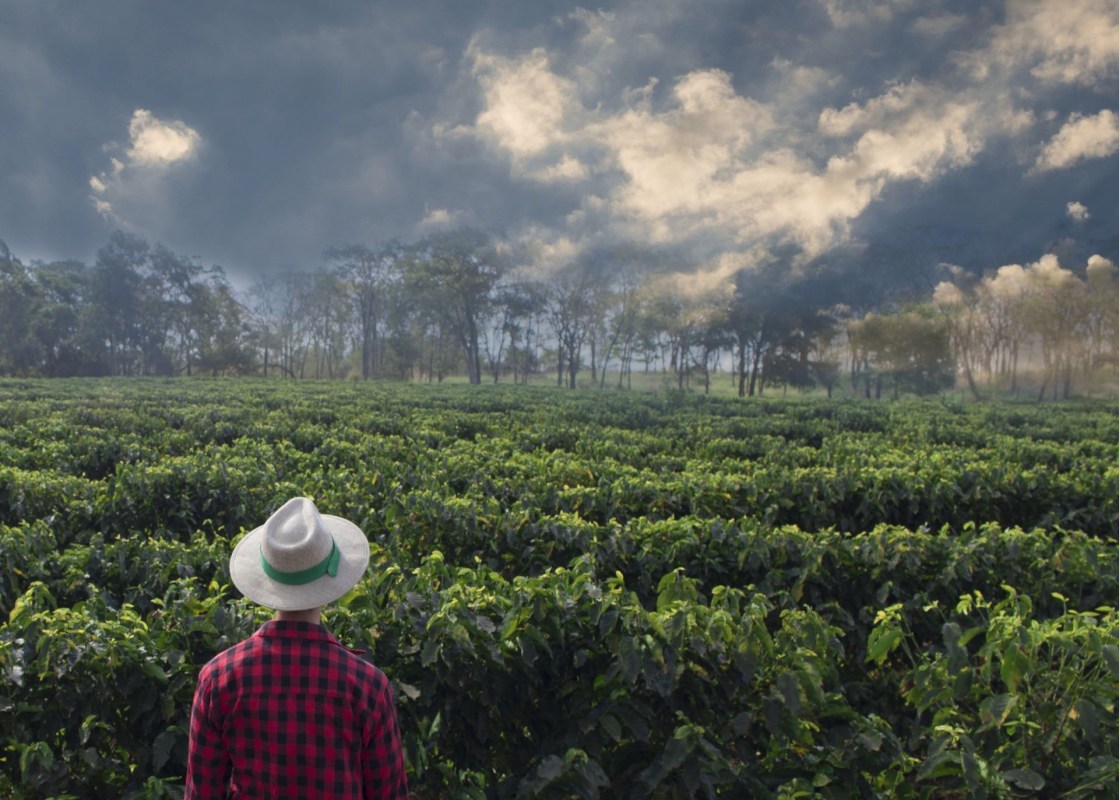 Coffee Belt