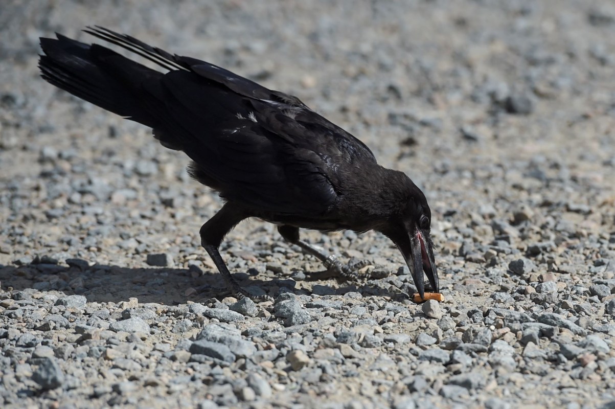 Corvid Cleaning crows