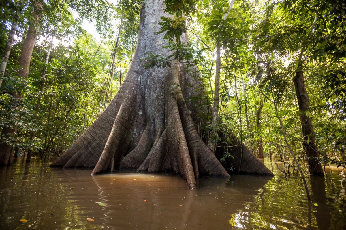 Kapok tree