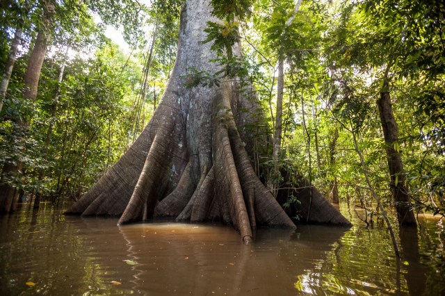 Kapok tree