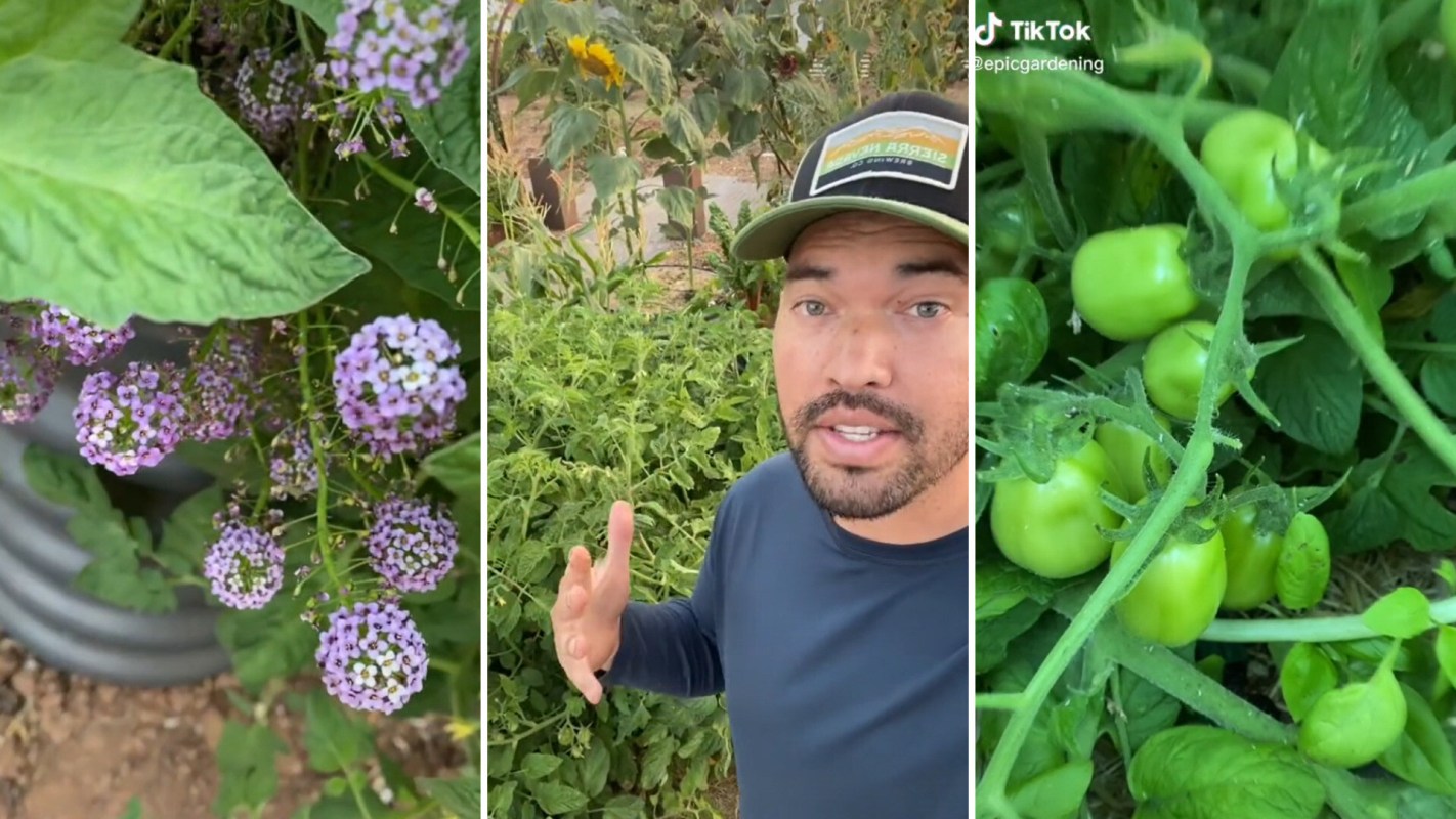 Tomato companion plants | Epic Gardening