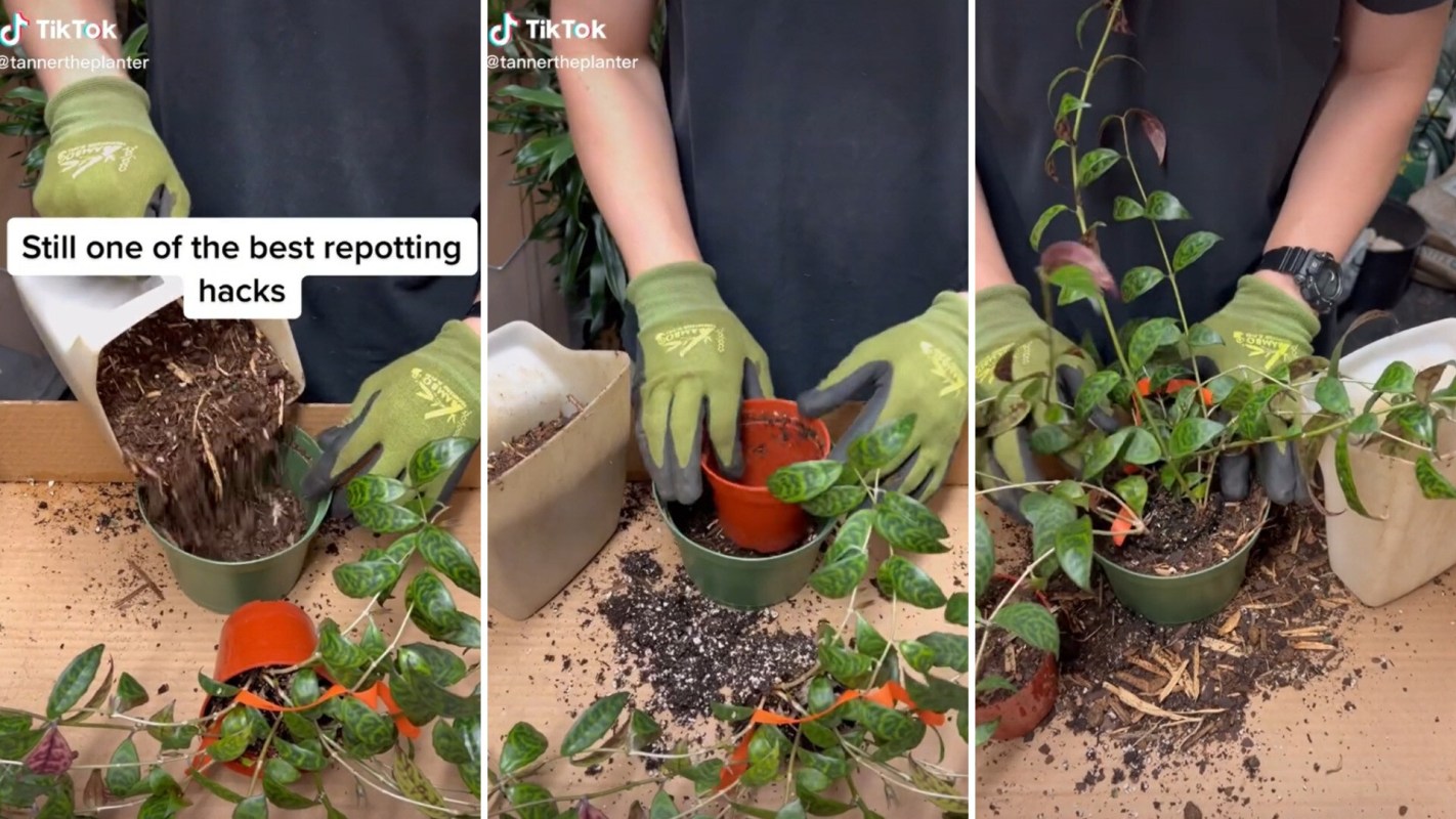 Gardener Replanting