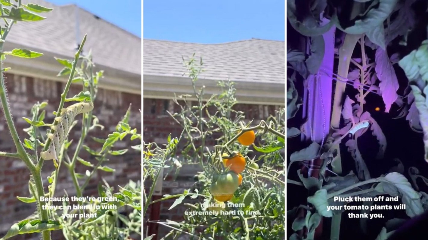 Tomato hornworms