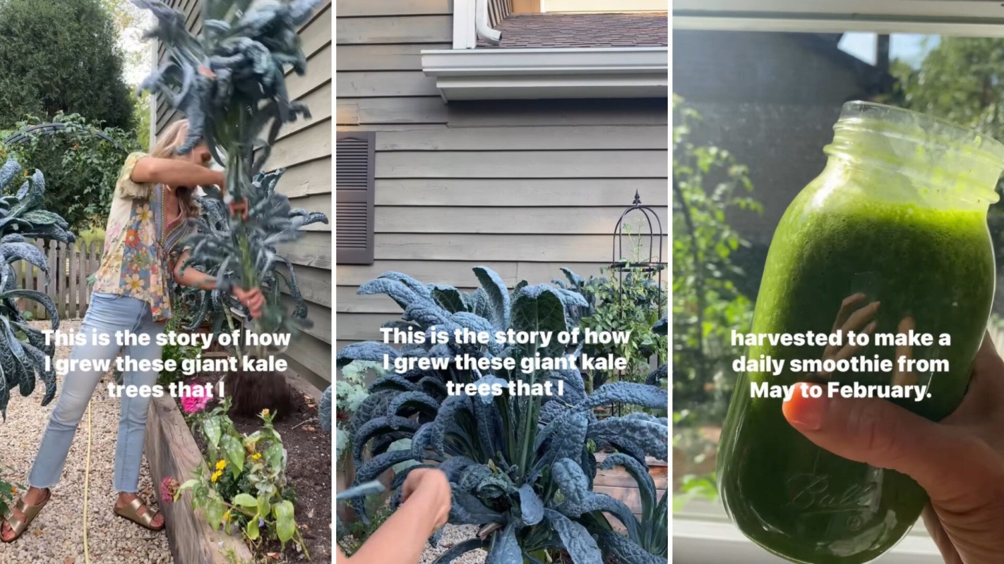 Kale plants, in home garden