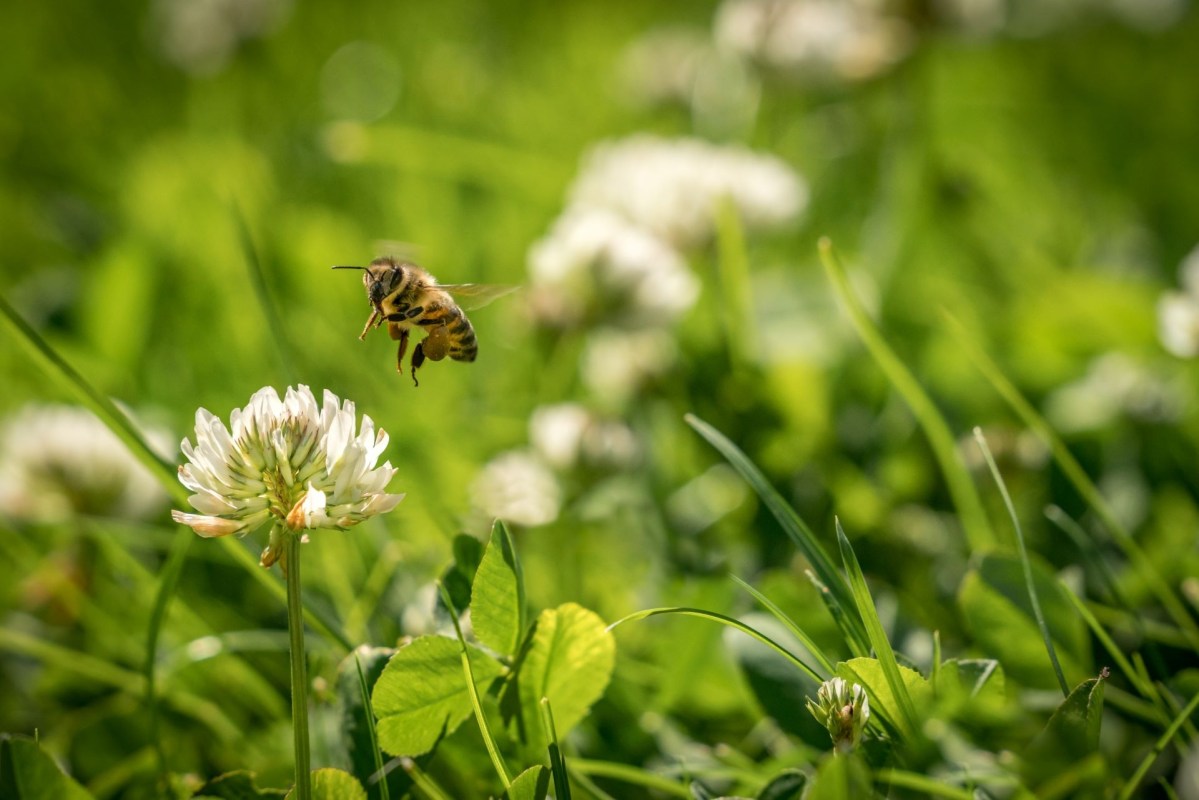 Clover lawn