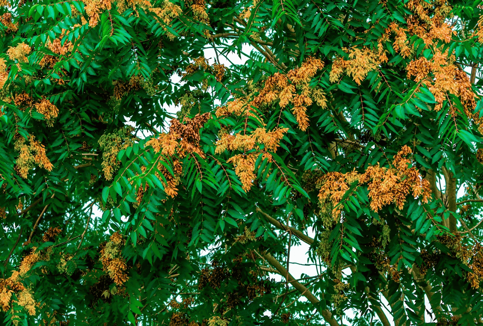 The Tree-of-heaven