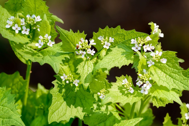 Garlic mustard