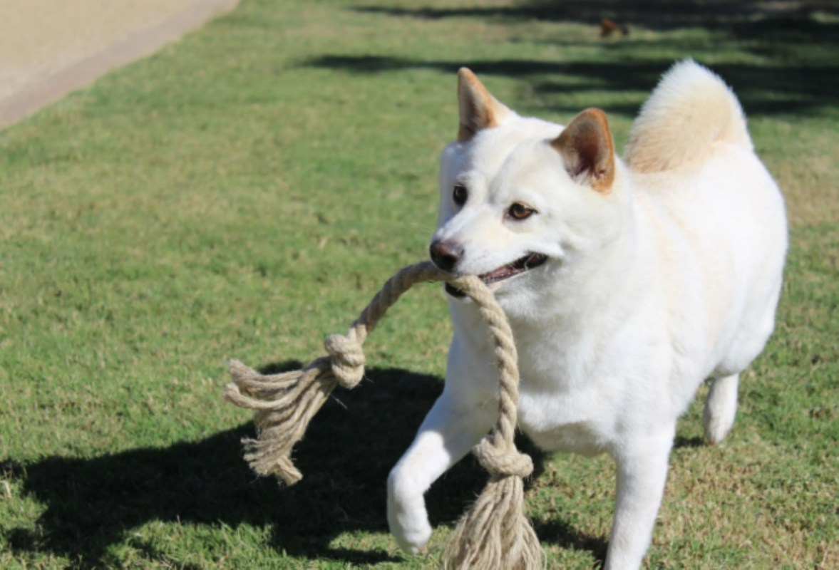 Hemp dog toys