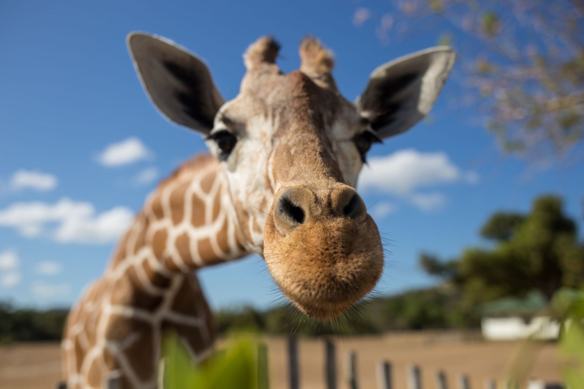 Electronic April , free zoo tickets