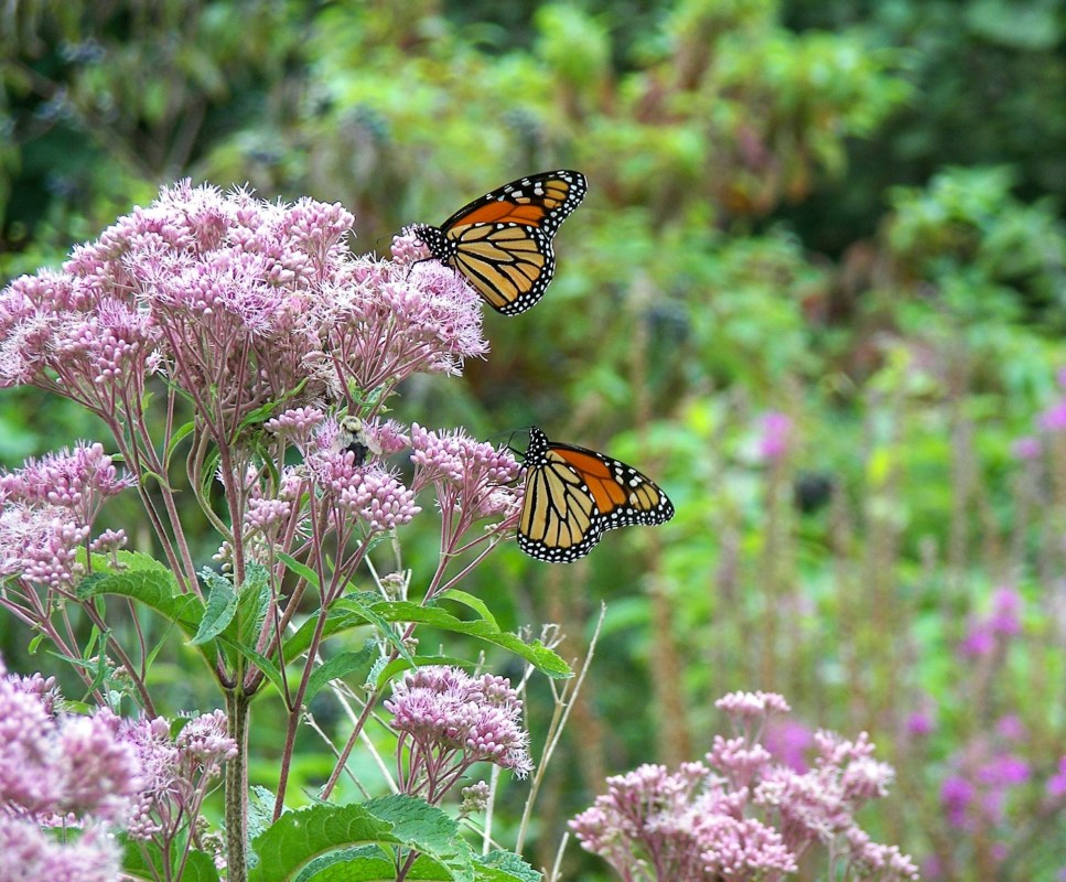 Butterfly waystation