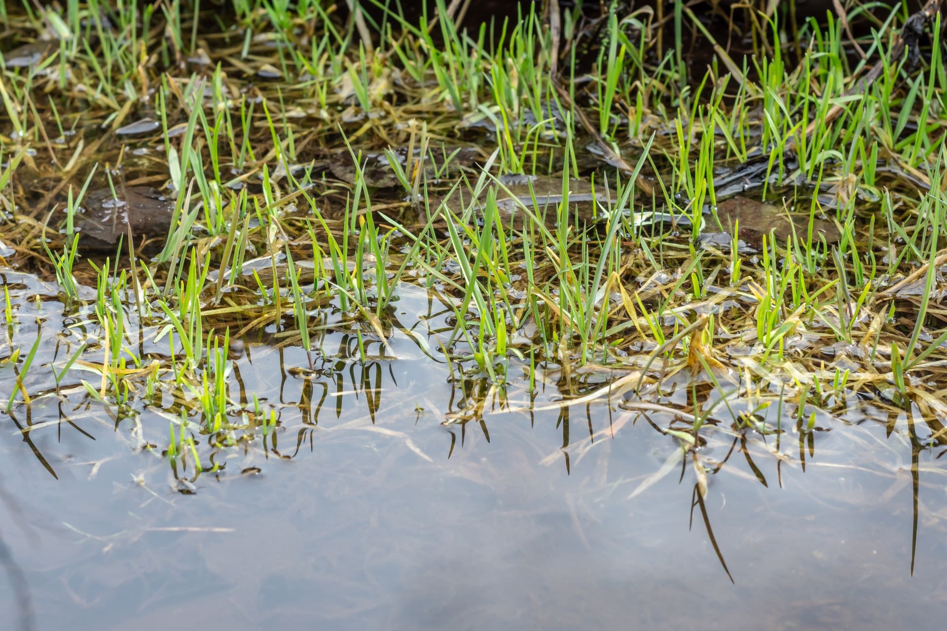 “My HOA wants me to flood my lawn."