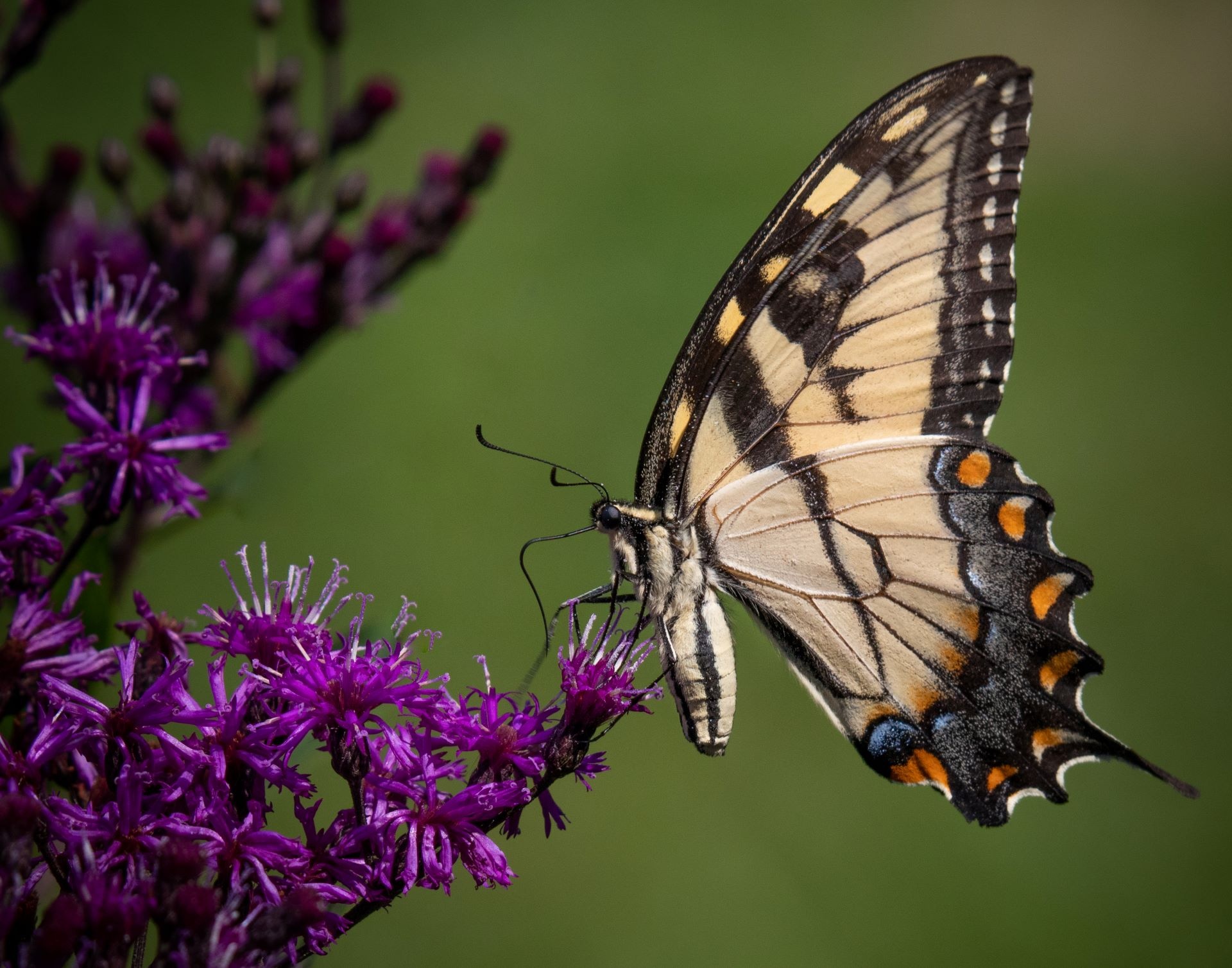 Pollinator districts