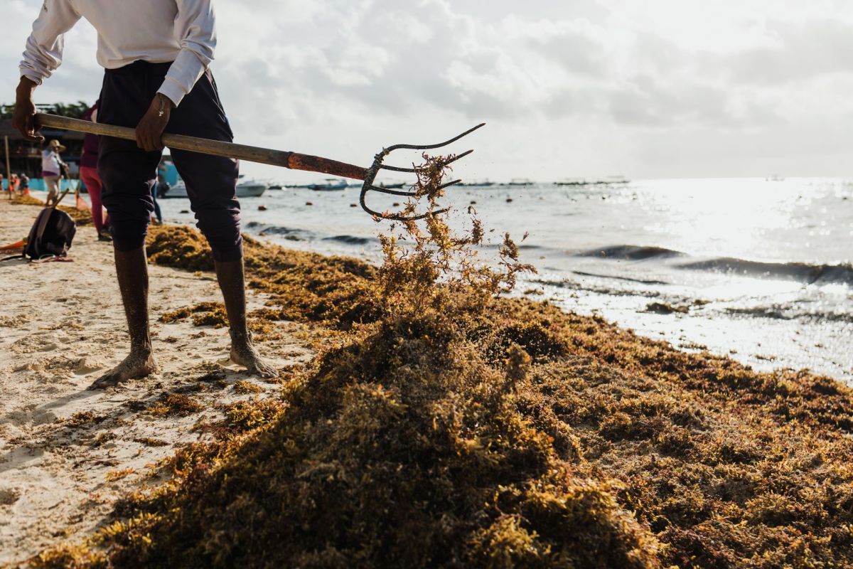 Carbonwave seaweed blooms, the Great Atlantic Sargassum Bloom