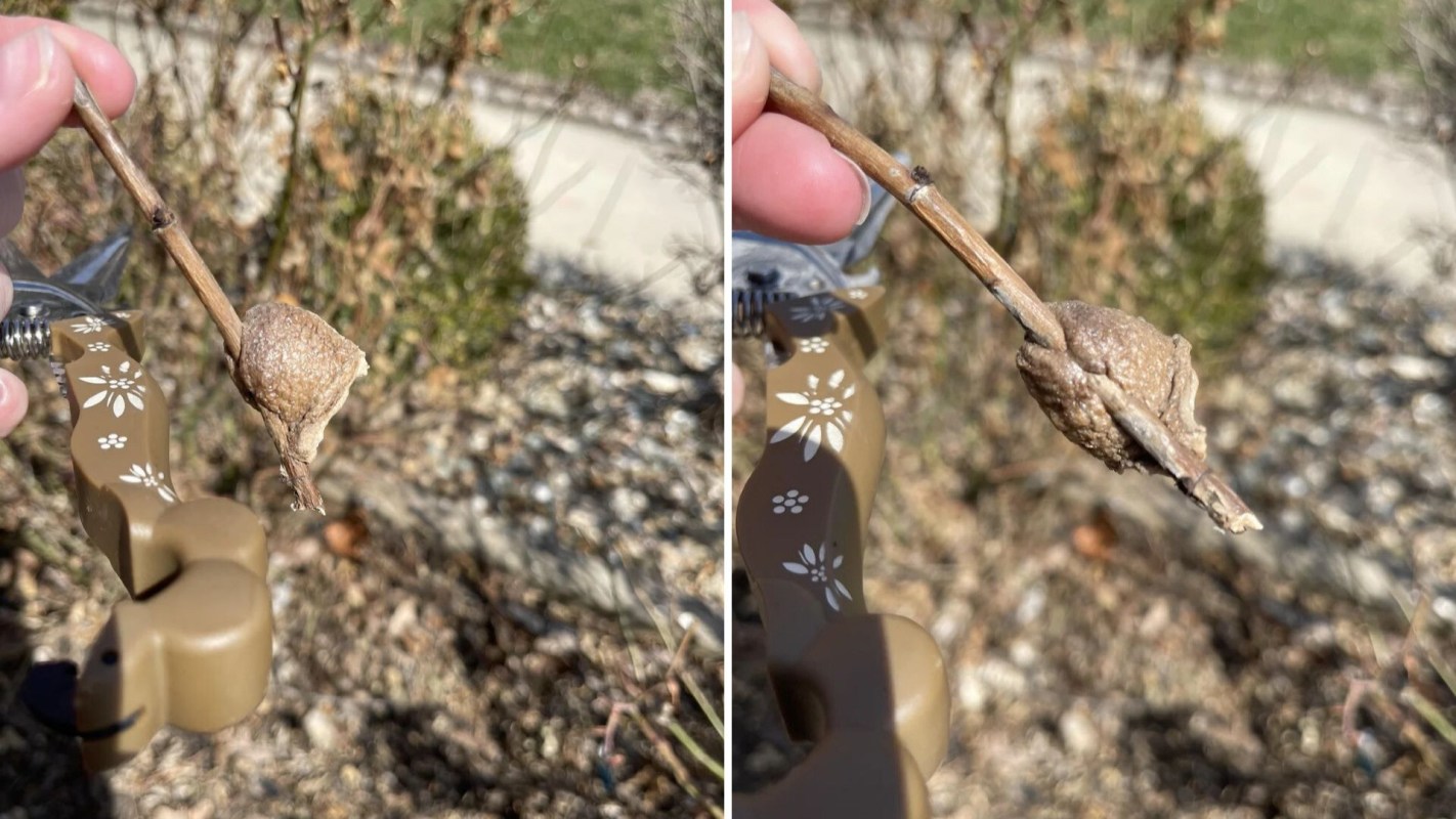 Praying mantis egg sack