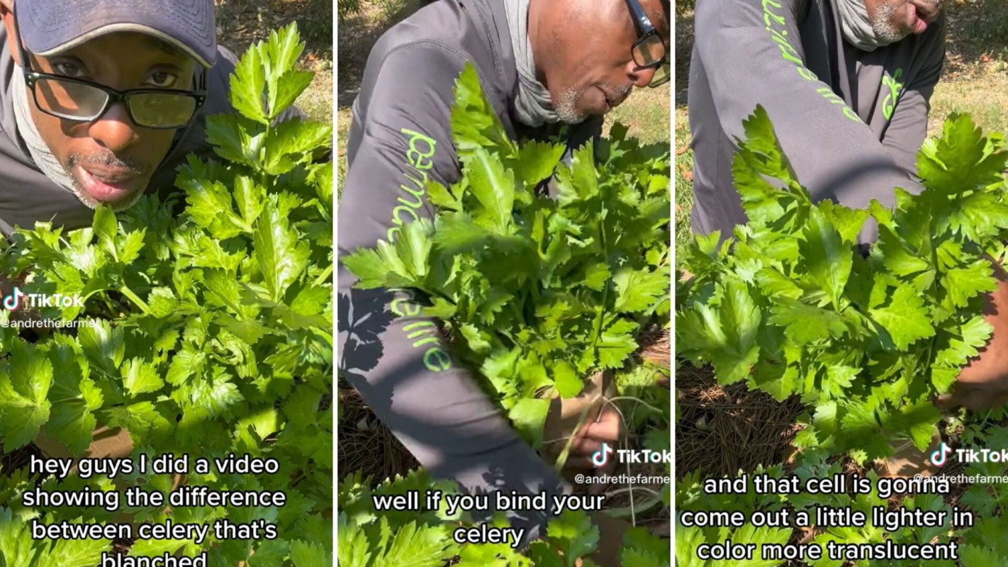 TikToker Andre the Farmer Blanch celery