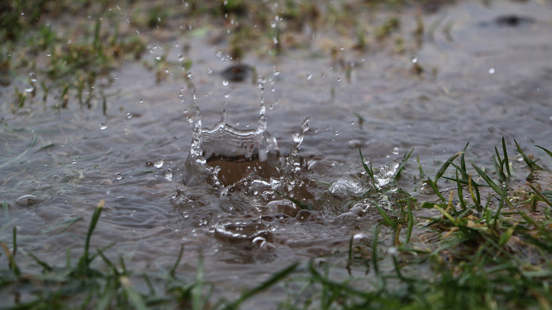 Rain garden