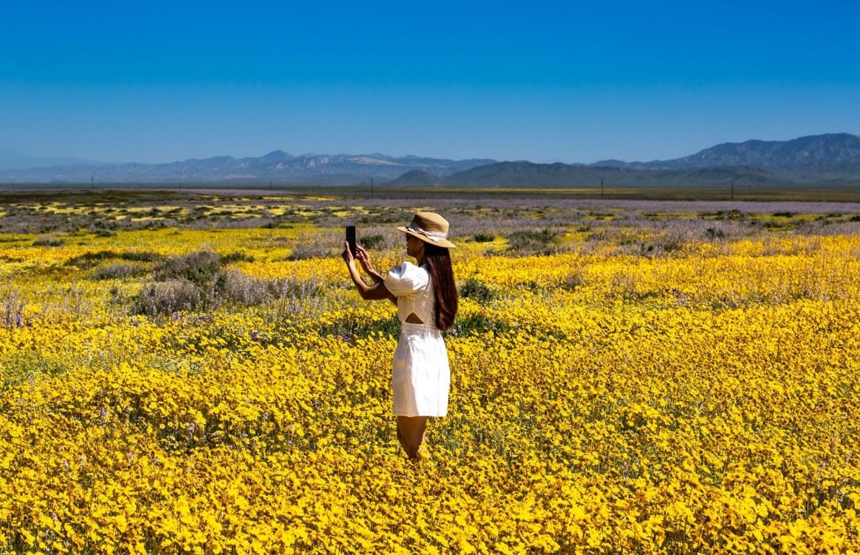 California Super Bloom event