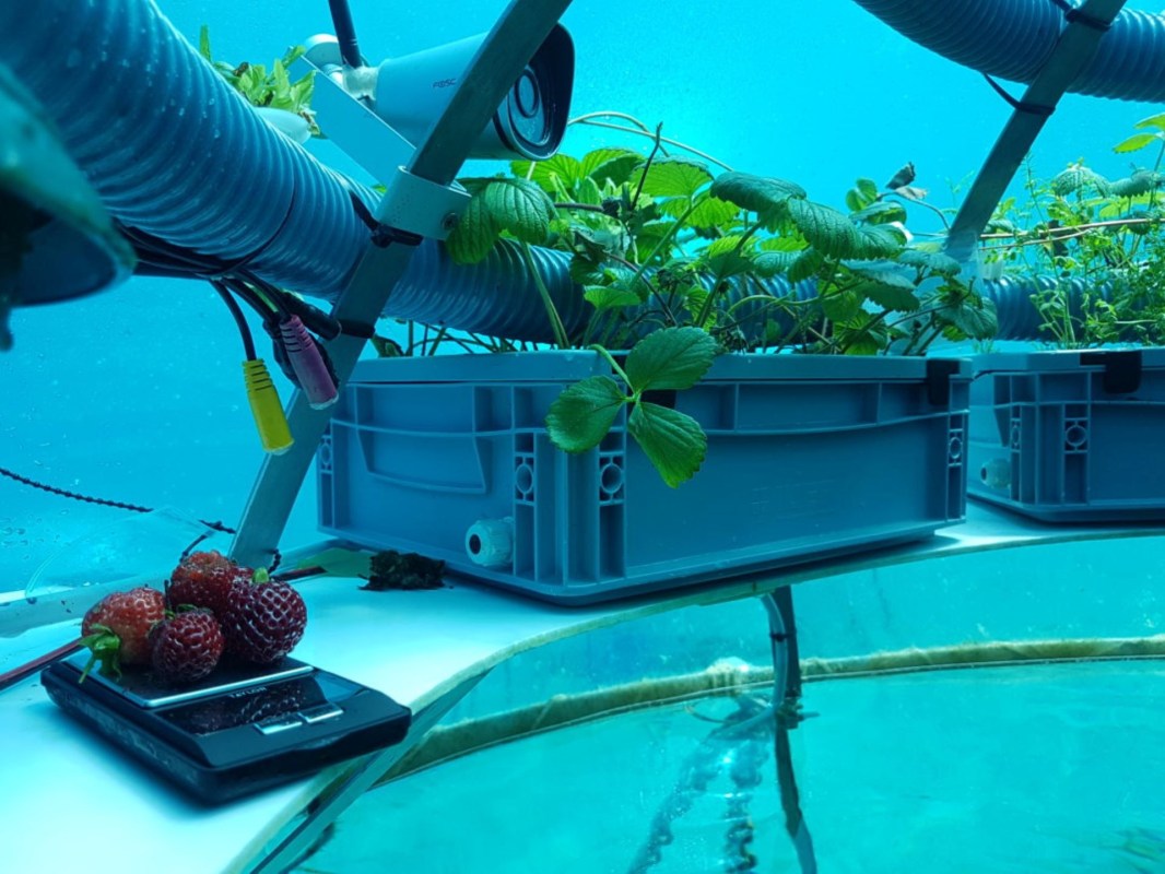 Nemo's Garden, underwater garden, farm underwater