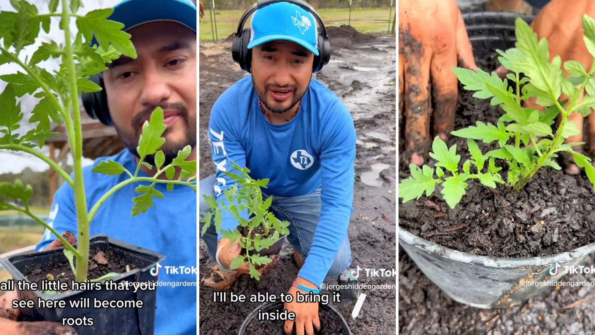 Tiktoker's tomato plant hack