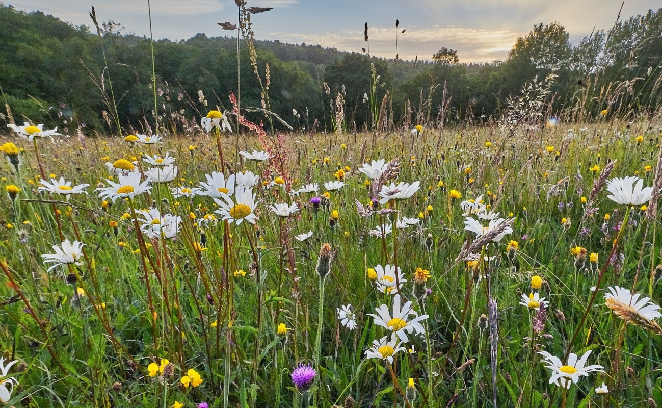 HOA over their meadow lawn