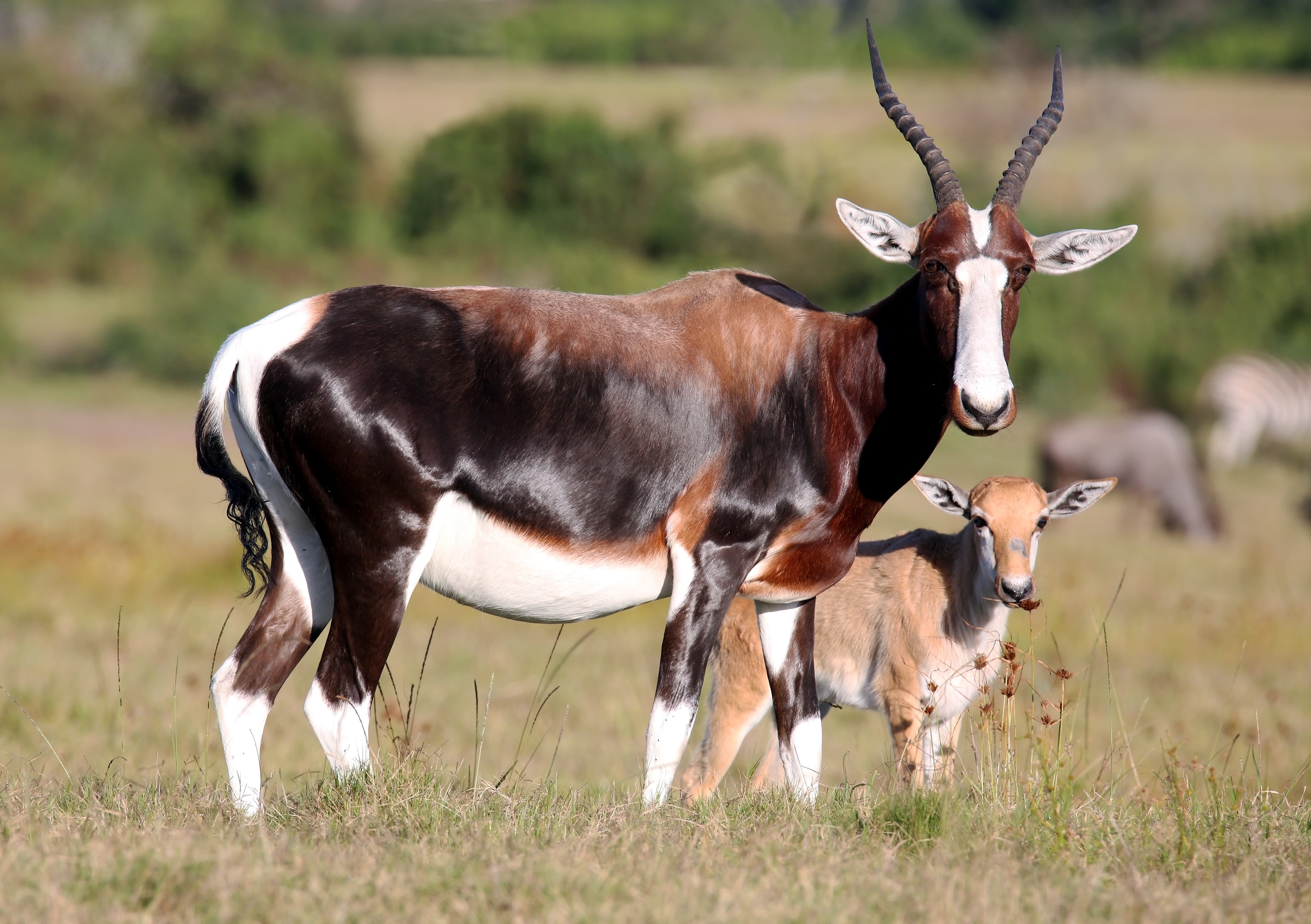 Newly born bontebok calf in Oregon Zoo