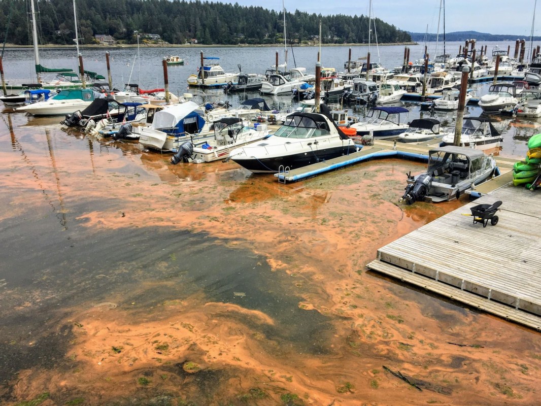 Florida Red tide