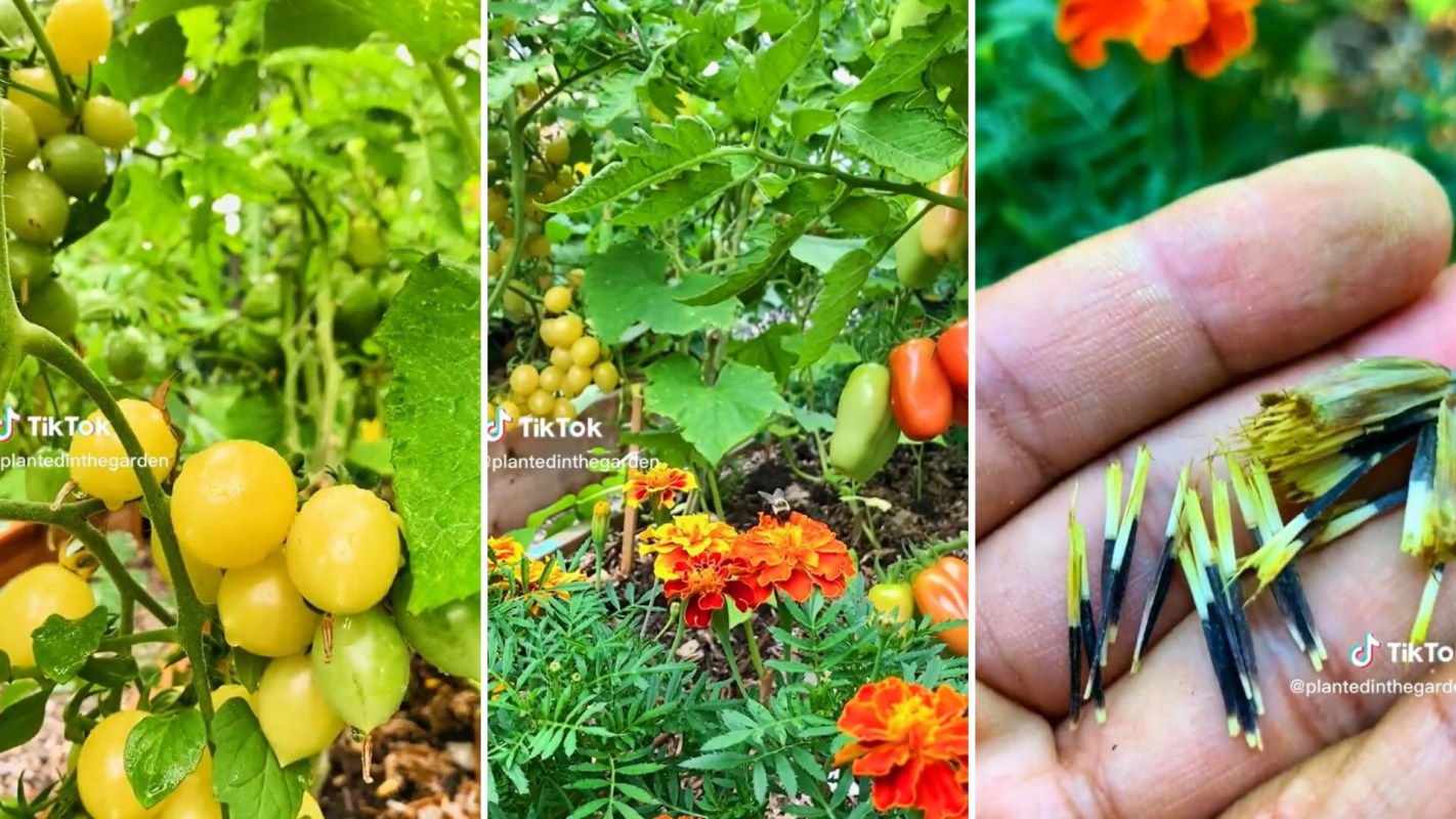 Companion planting hack for pest control