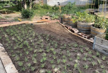 Buffalo grass, low-maintenance lawn