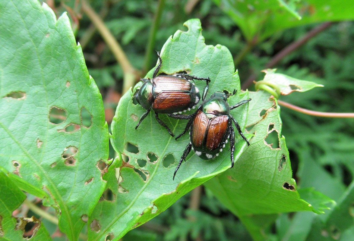 Garden Pest Control