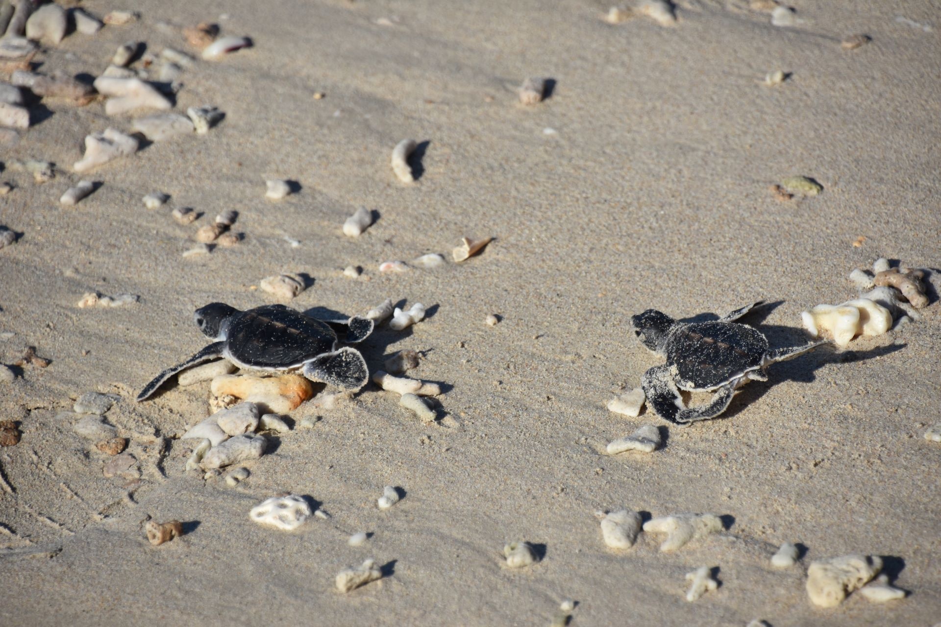 Plastic rocks in Turtle nesting spot