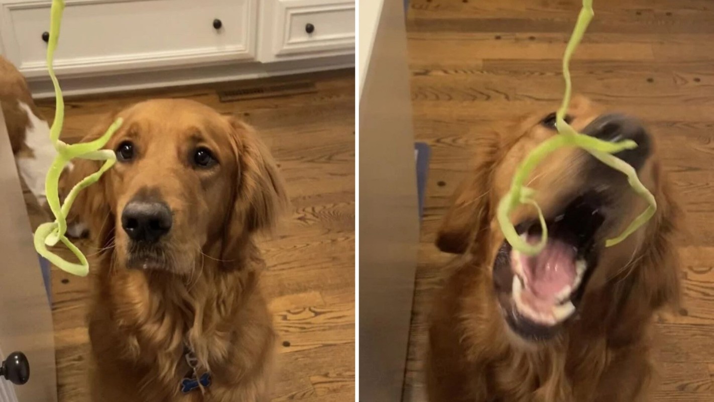 feeding frozen scraps to their gorgeous golden retriever