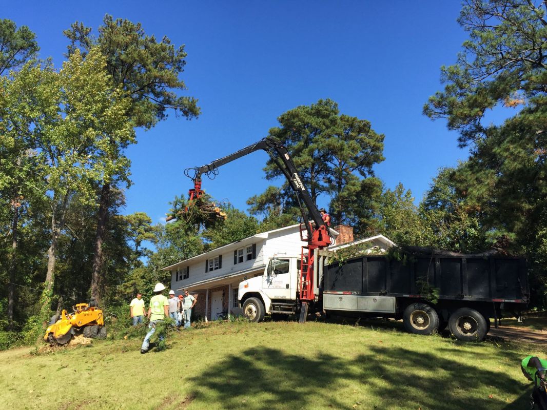 Tree removal