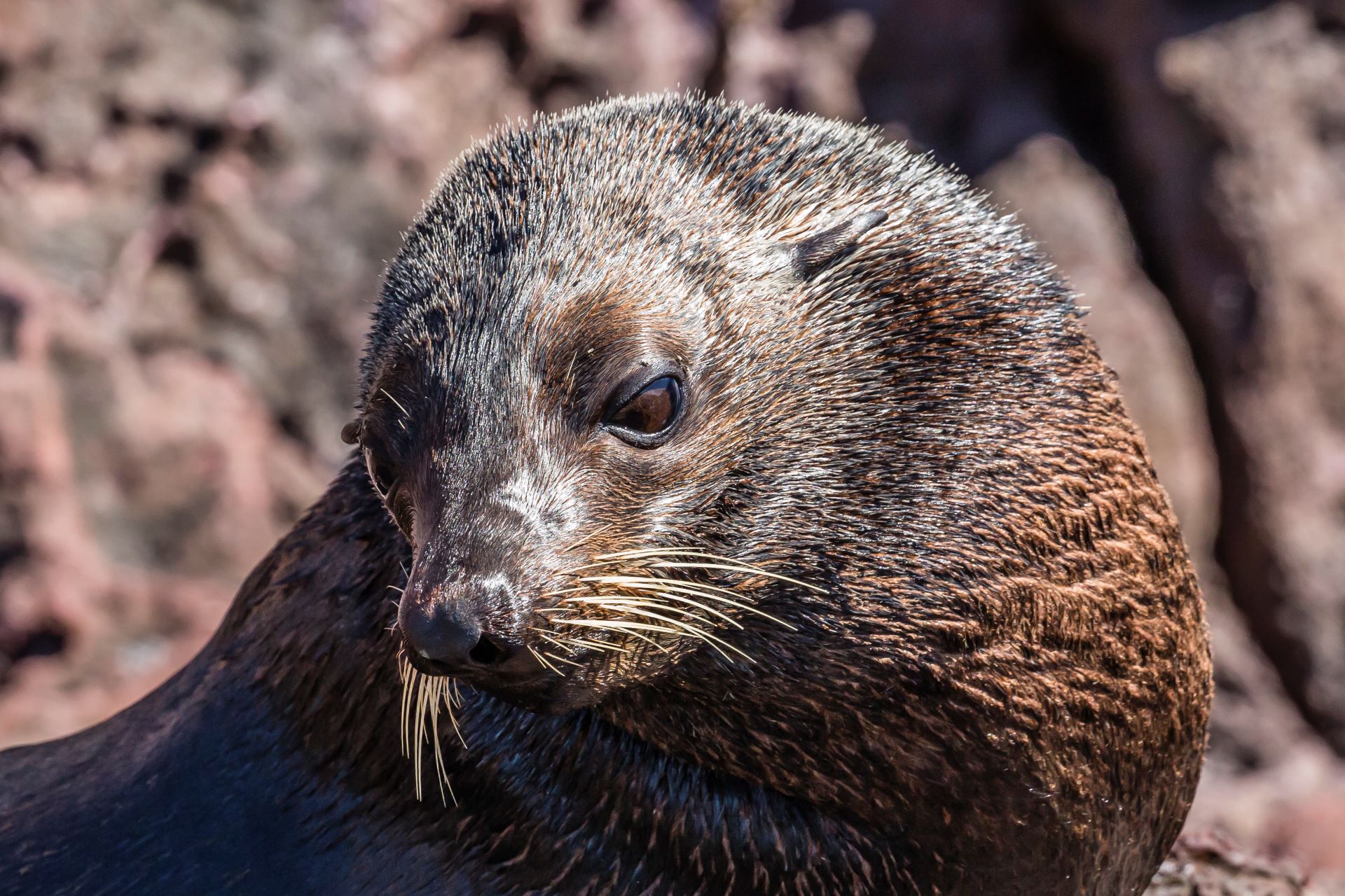 Hair loss in fur seals.