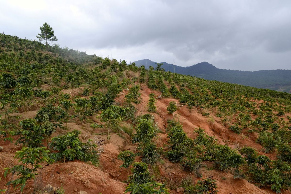 “Coffee is increasingly becoming a high-risk investment.”