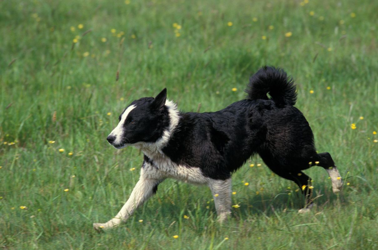 Ultra-smart dogs protecting humans from bear attacks