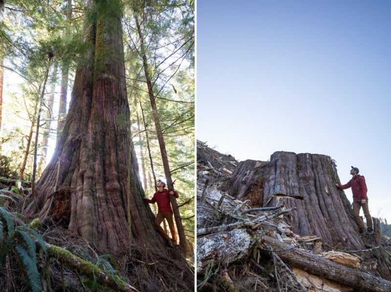 Destruction of Ancient Forests