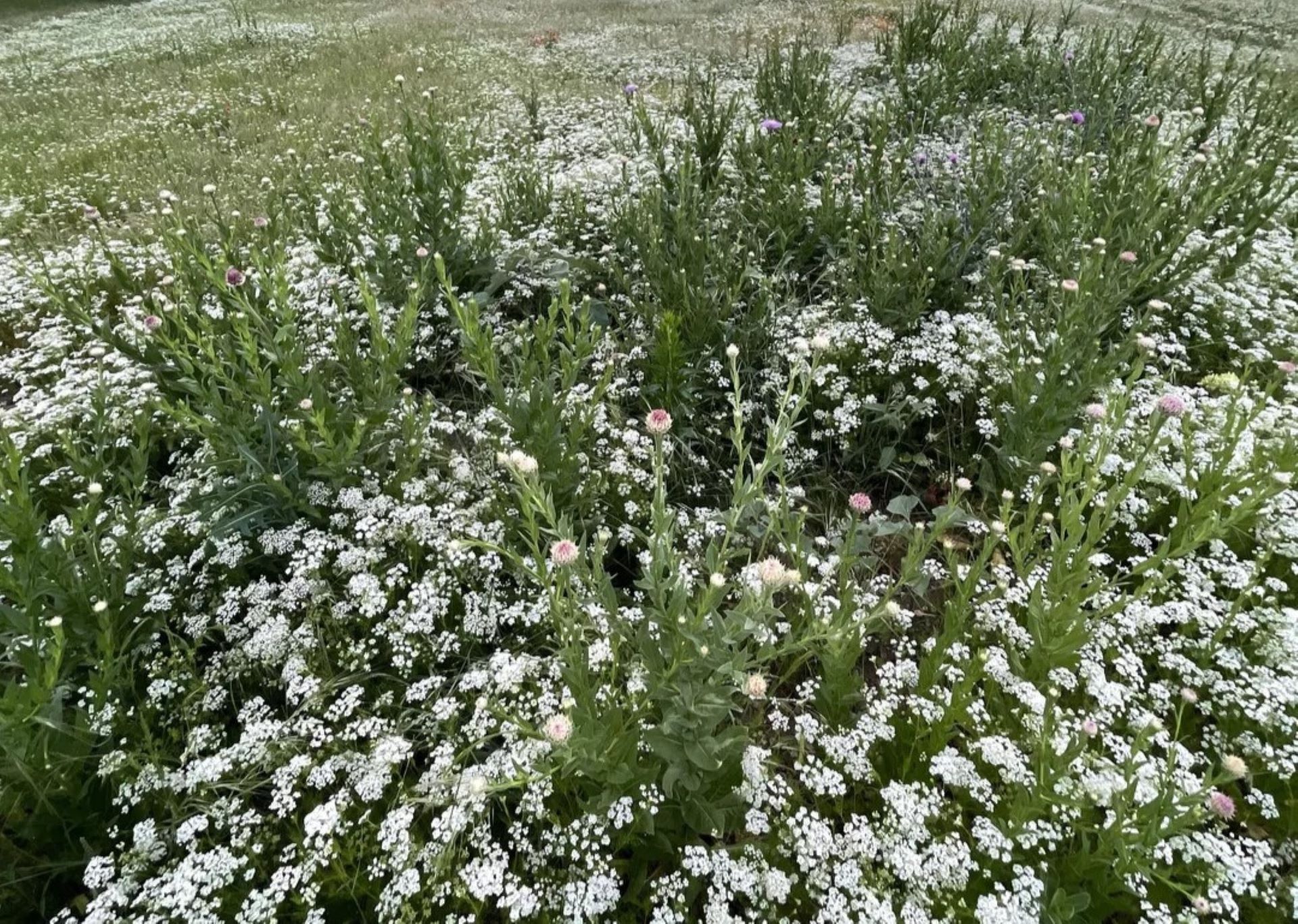 Yard transformation without mowing it