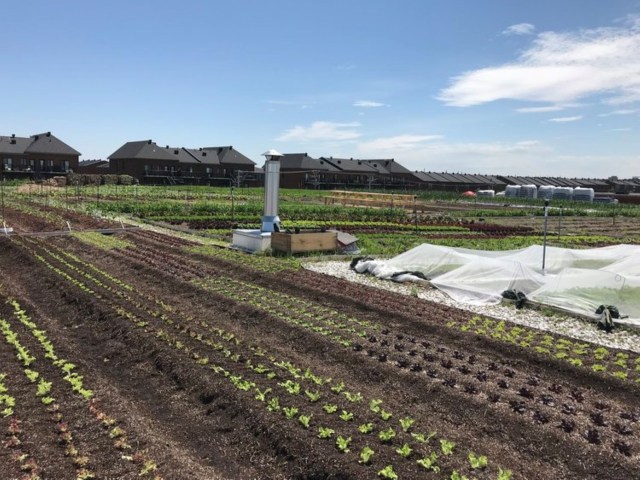 Rooftop farm 
