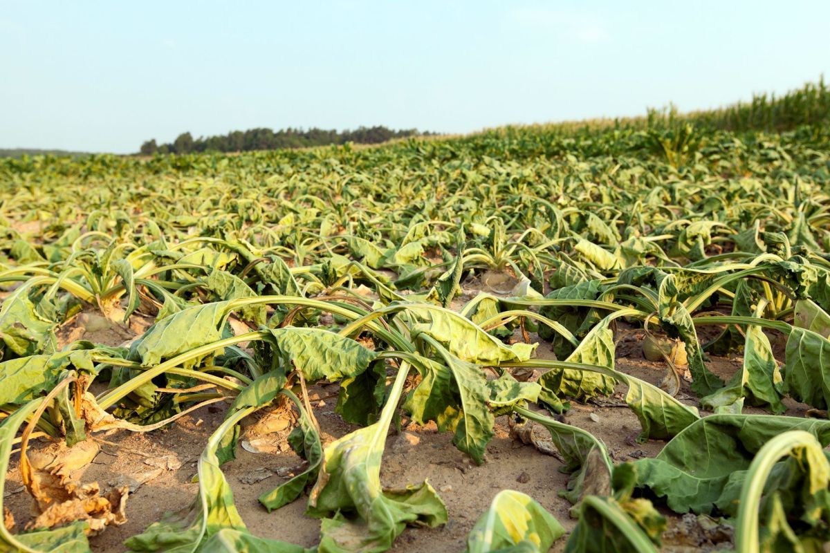 Flash droughts on the rise