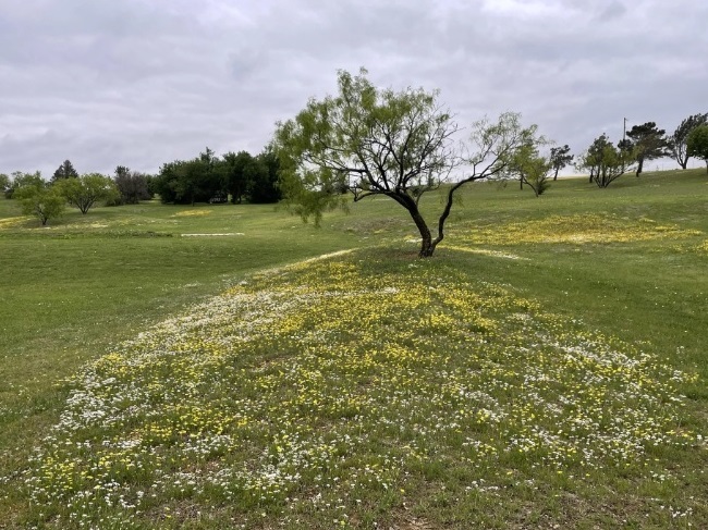 Yard transformation without mowing it