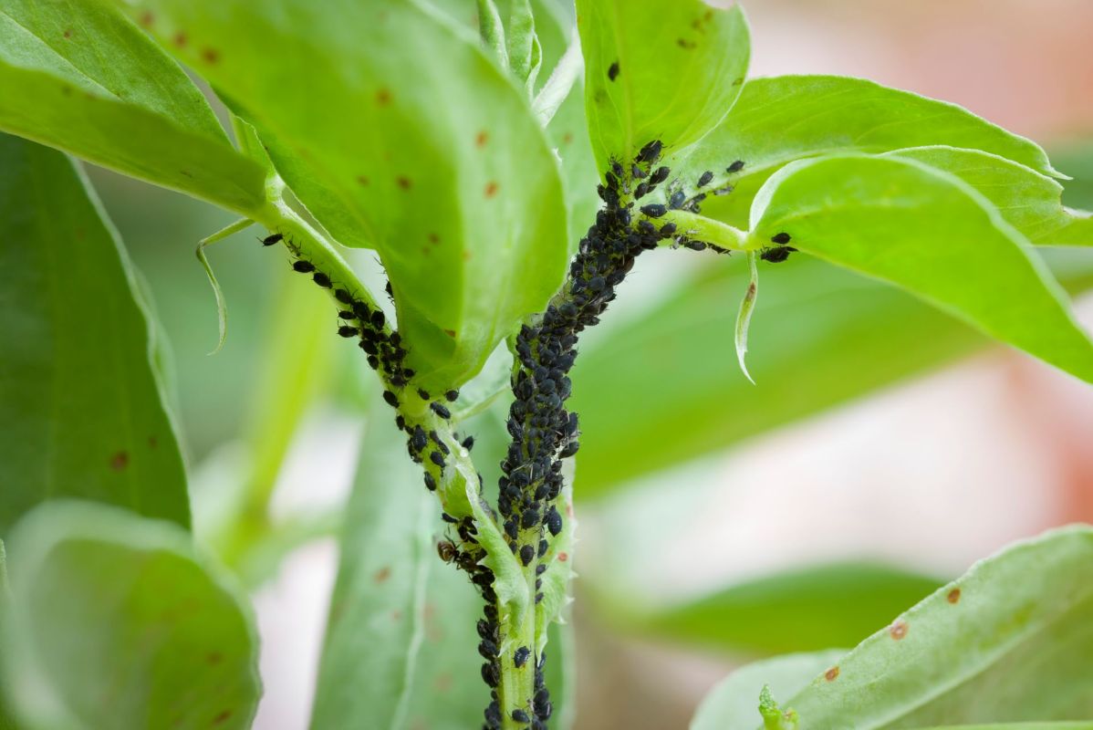 Declining insect populations