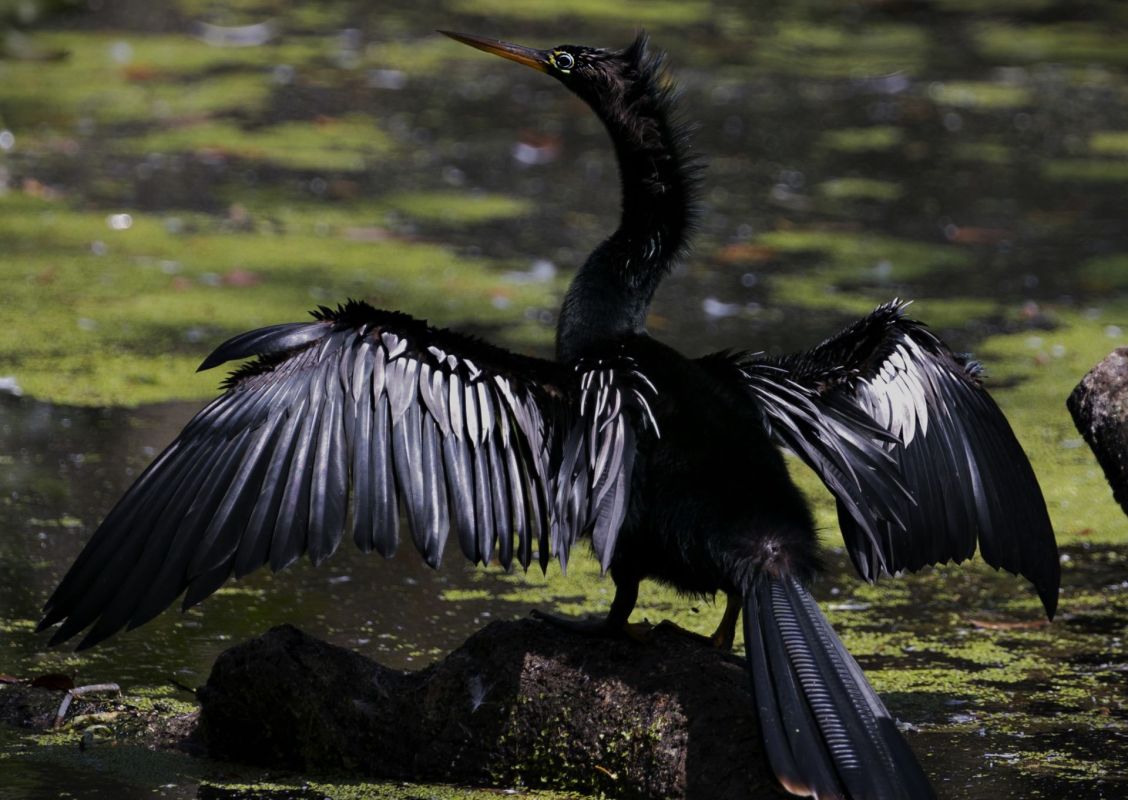 Anhinga appearance in New York