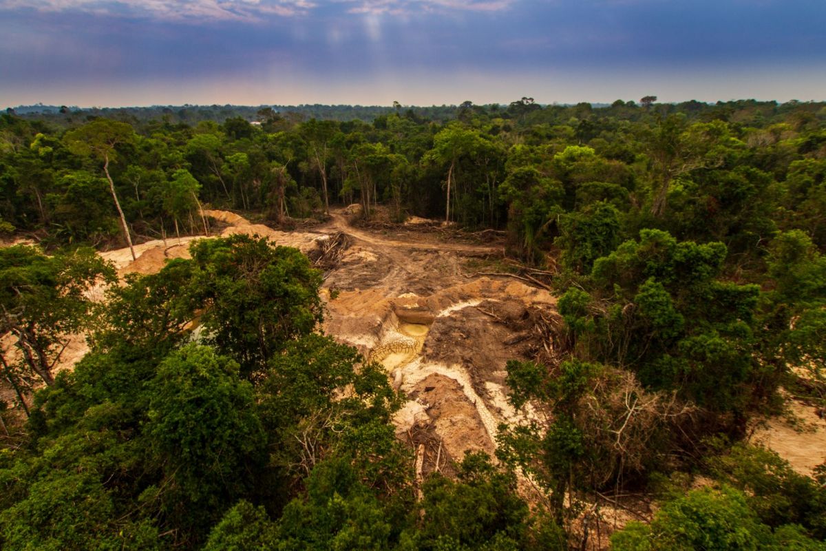 Rainforest, Verra, major carbon credit provider