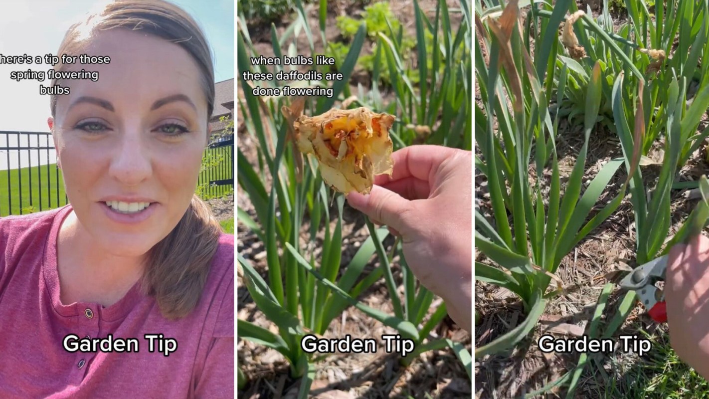 leaves can transform flowers