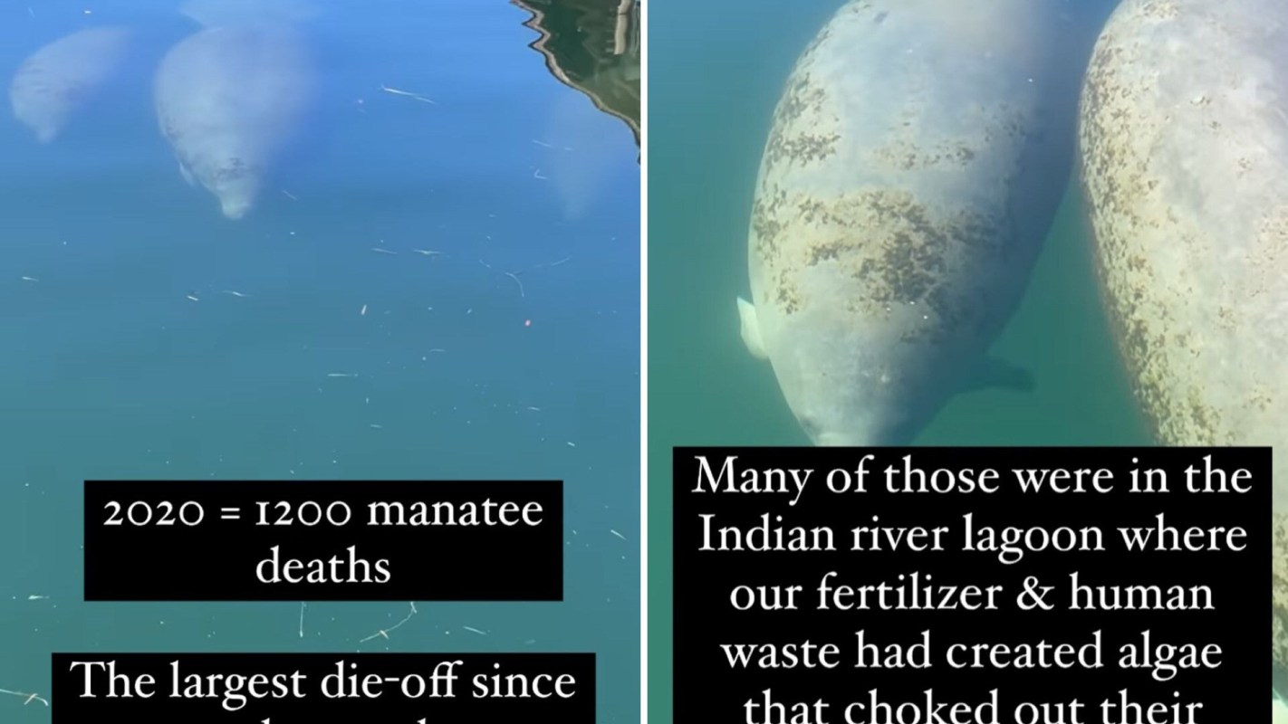 Mysterious manatee die-off