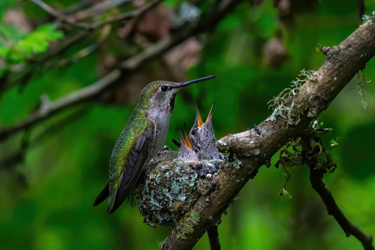 New adaptation of several bird species