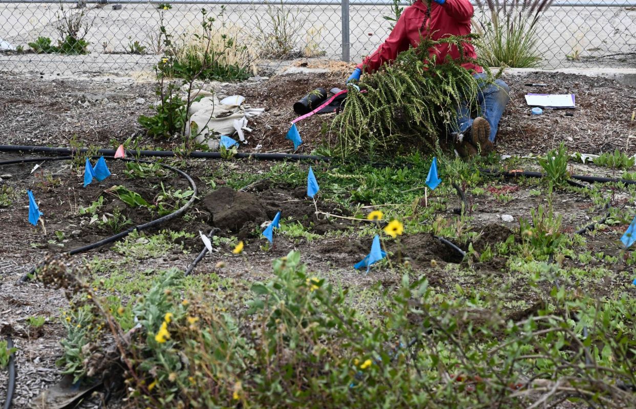 Using 'bioremediation' to vacuum up pollution