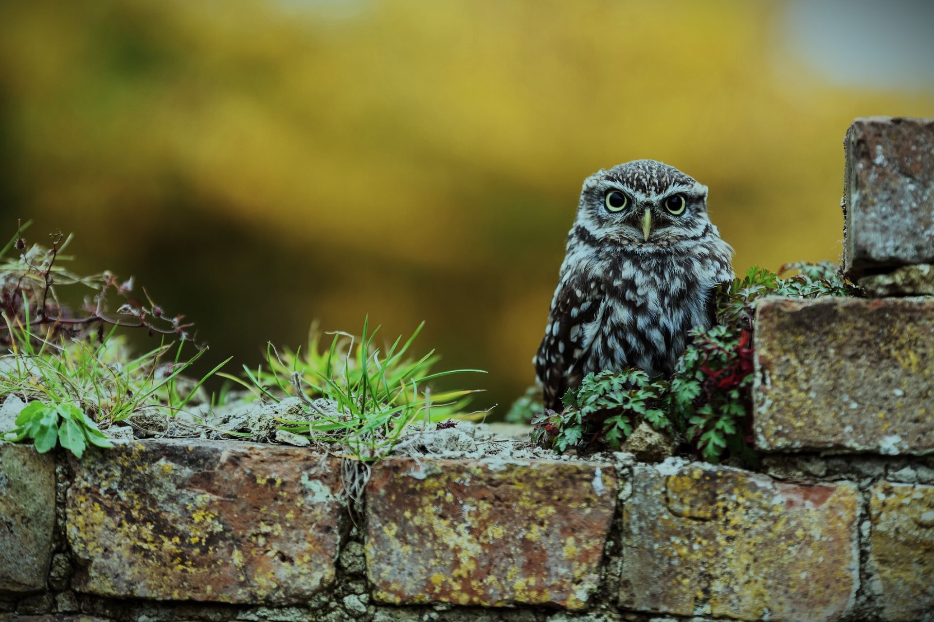 New way to track Earth's biodiversity