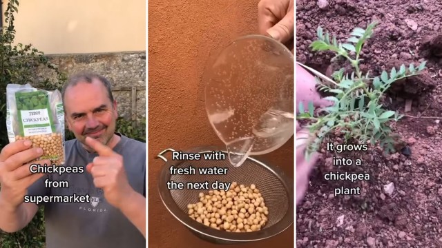 Growing chickpeas in garden