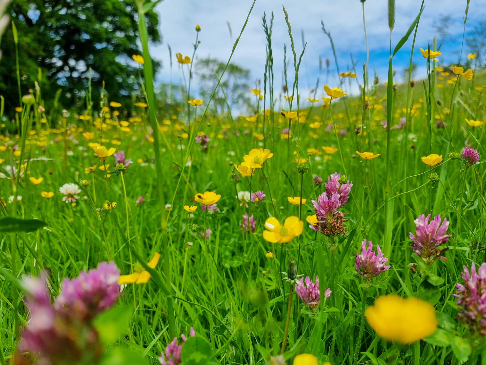 Wild Ones design helping homeowners rewild their yards